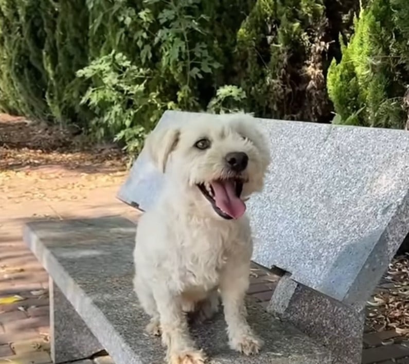 Hund steht auf einer Parkbank