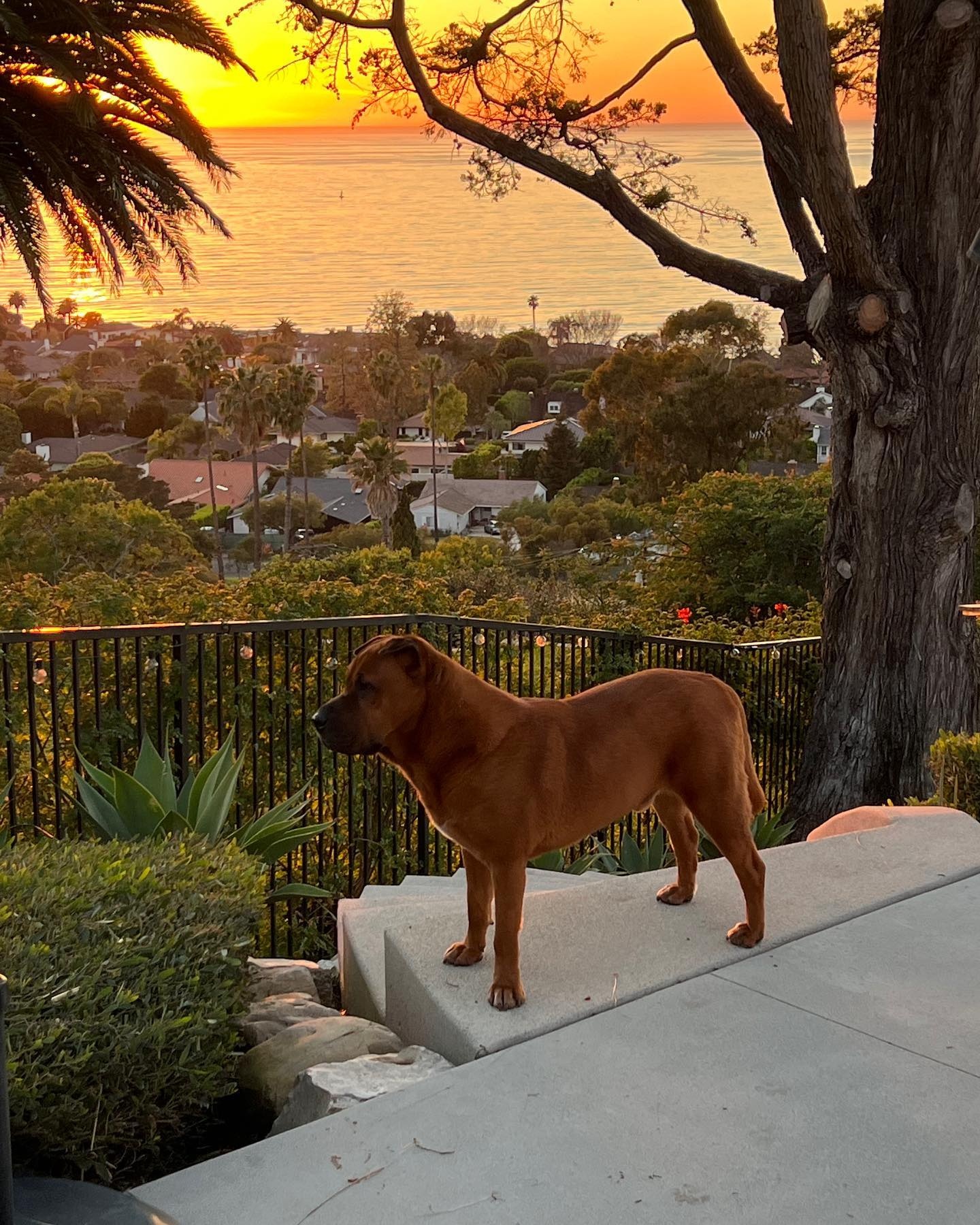 Hund steht auf einer Treppe