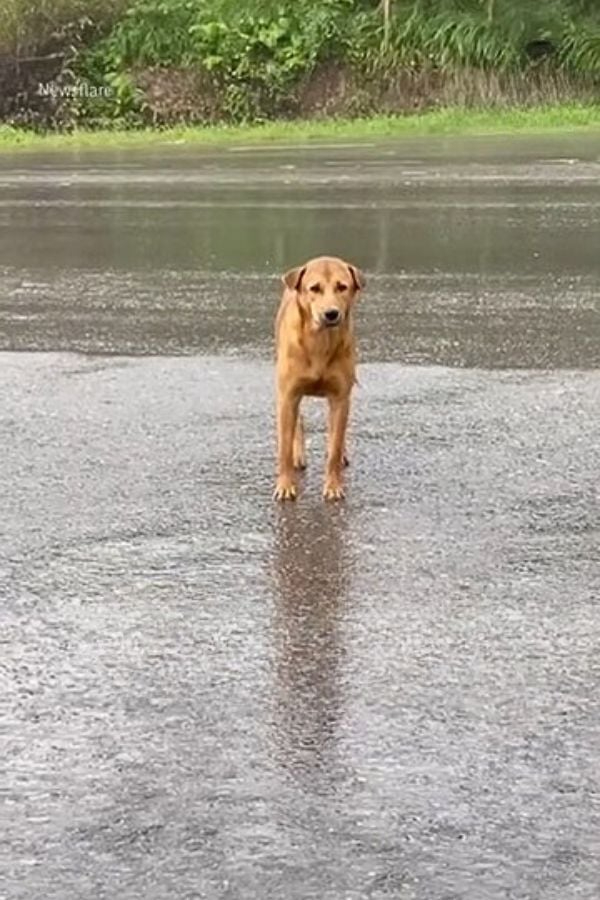 Hund steht im Regen