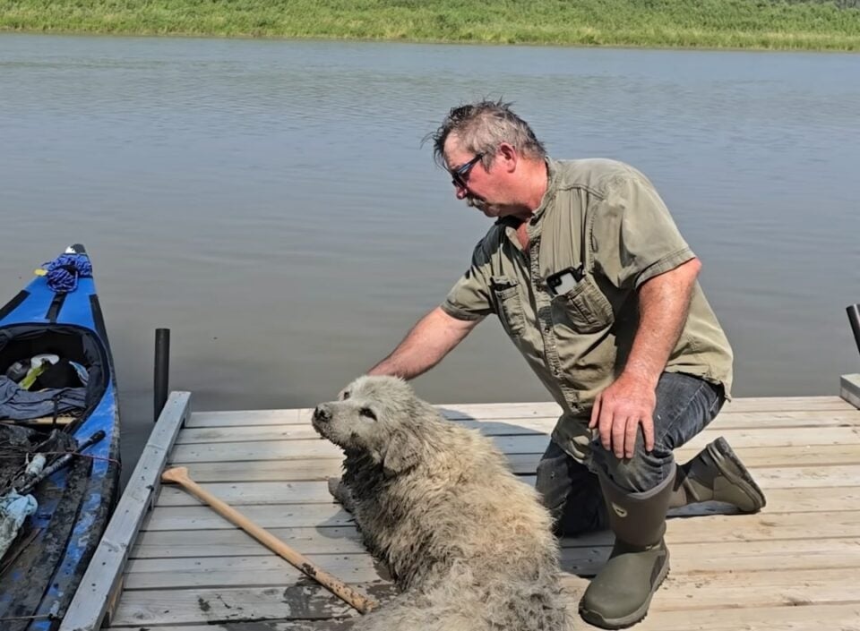 Hund und Mann auf einem Deck