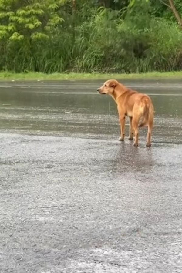 Hund wartet im Regen