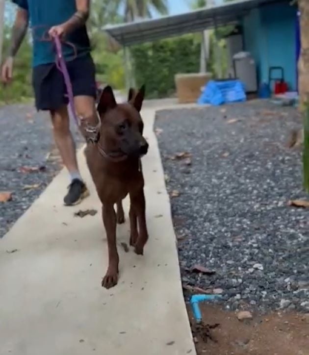 Hund wird an der Leine gefuehrt