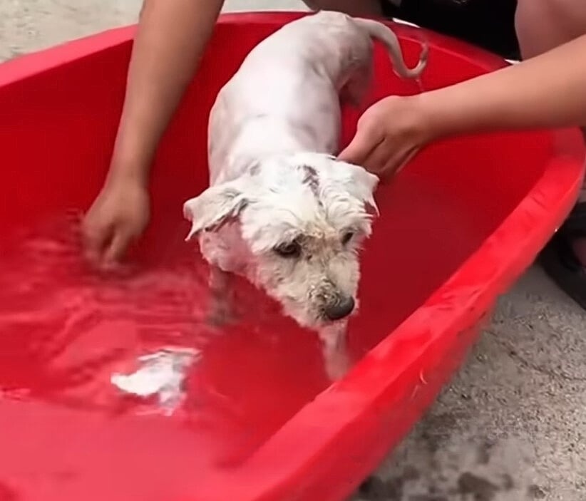 Hund wird gebadet