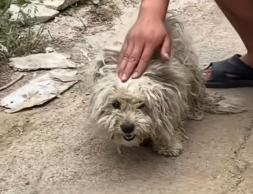 Hund wird gestreichelt