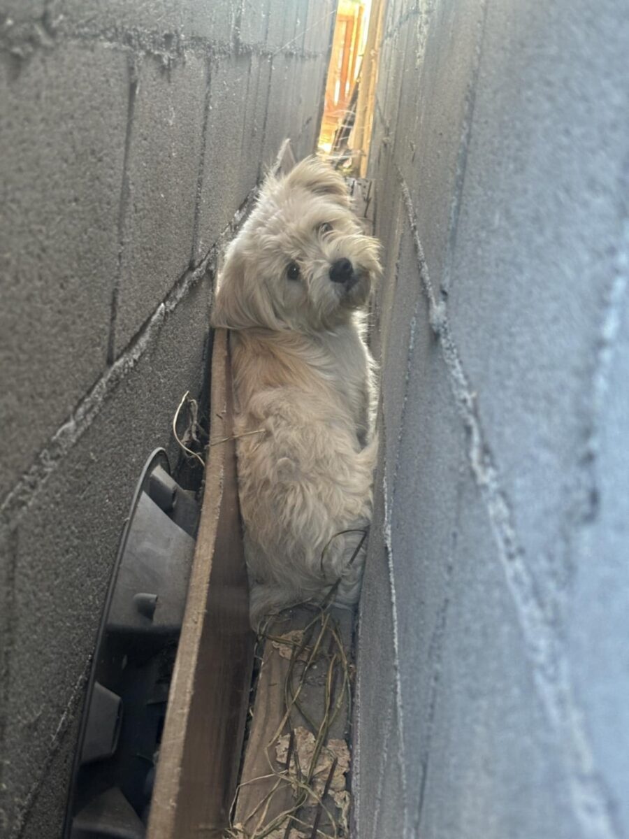 Hund zwischen zwei Waenden