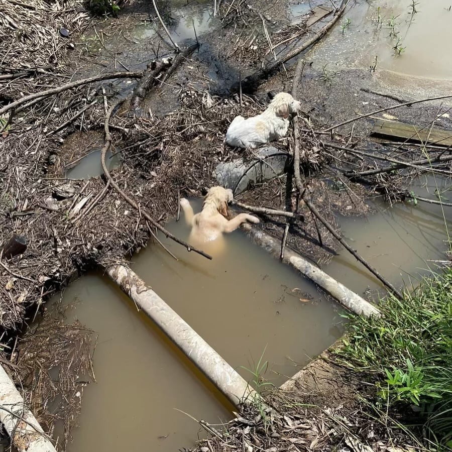 Hunde in Fluss geworfen