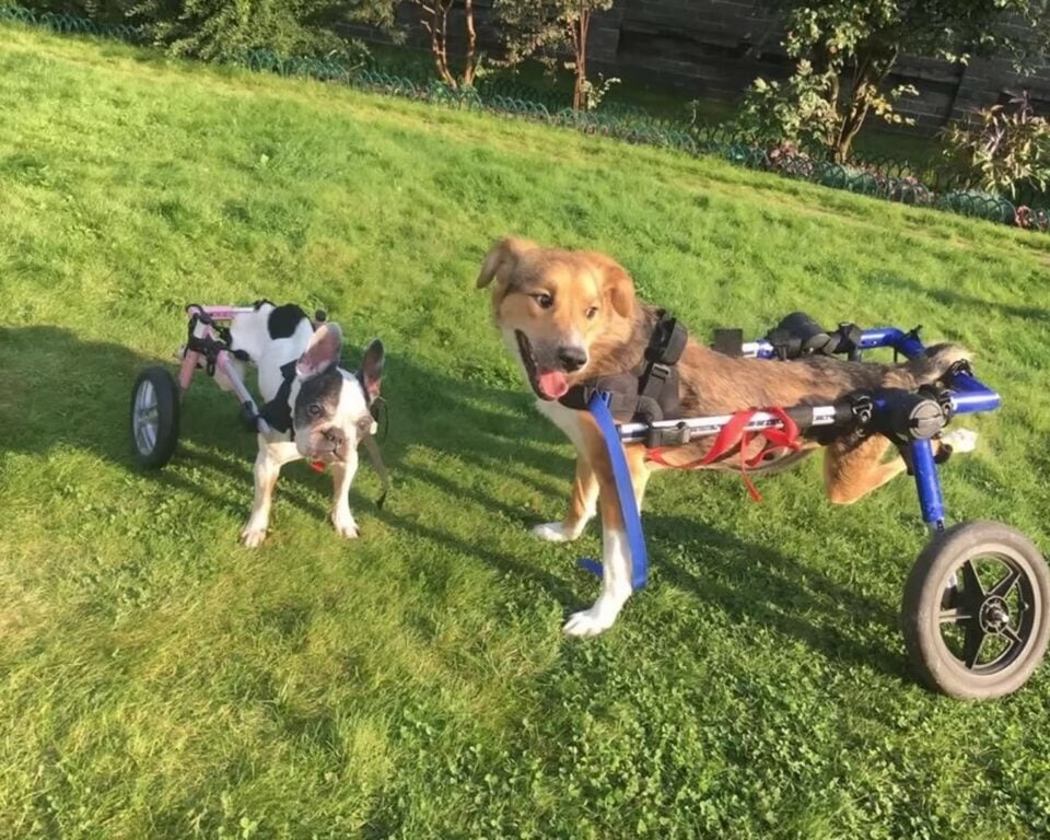 Hunde mit Rollstuhl