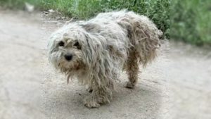 Dreibeiniger Hund