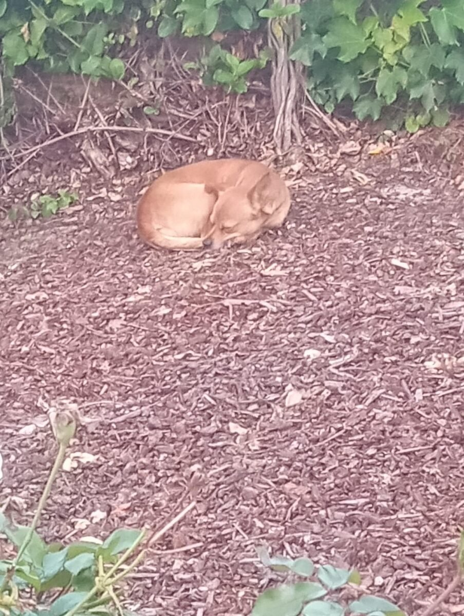 Kleiner Hund liegt auf Laub