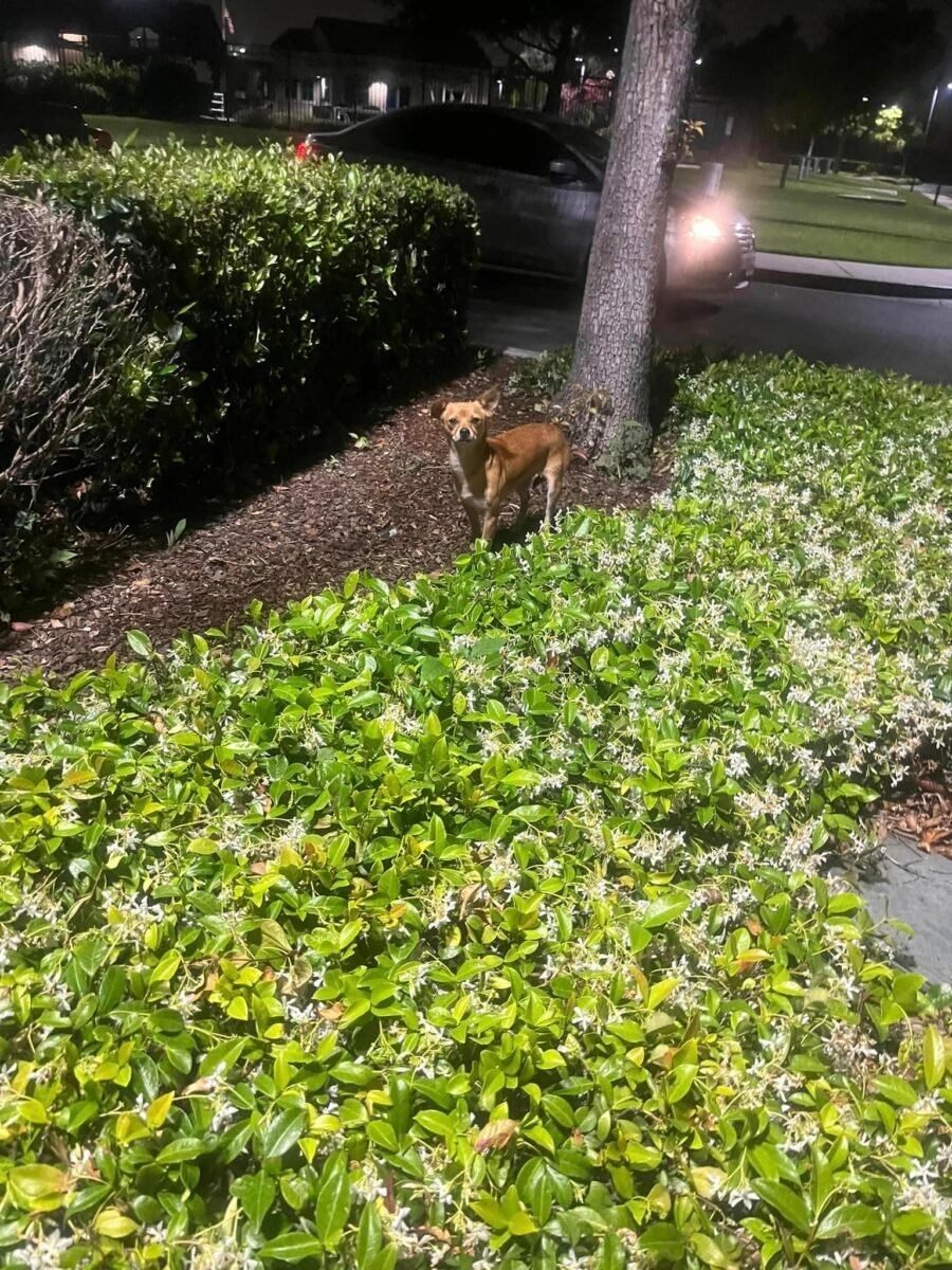 Kleiner Hund steht neben einem Baum