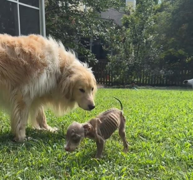 Kleiner Welpe und ein Golden Retriever