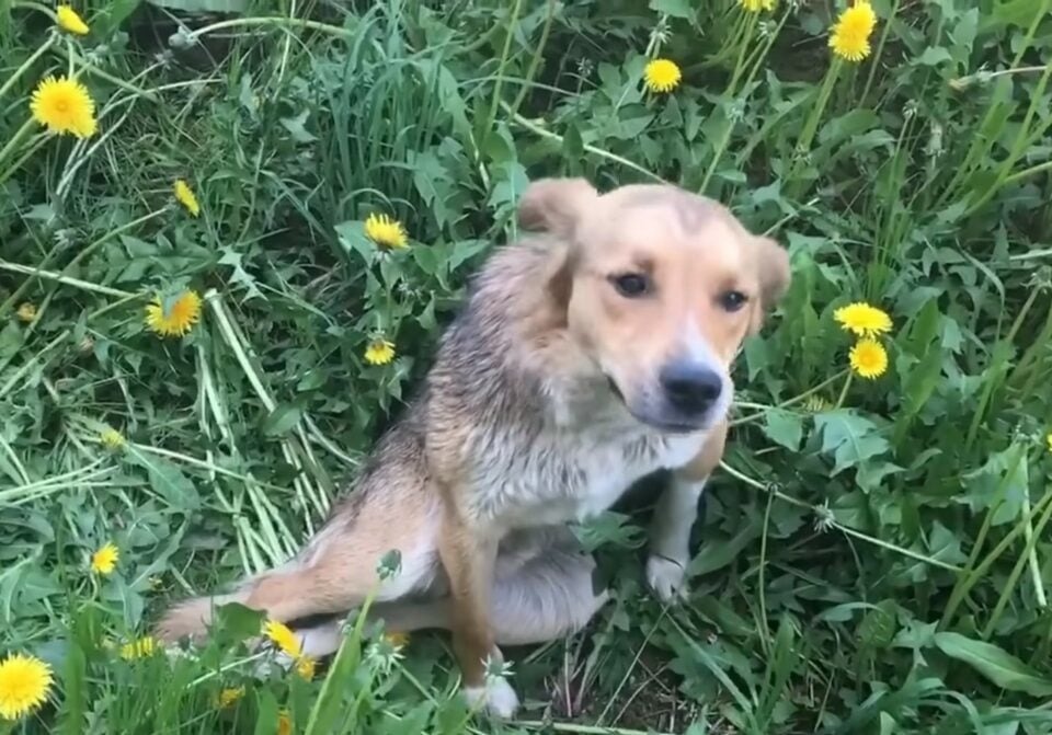 Kleiner verletzter Hund