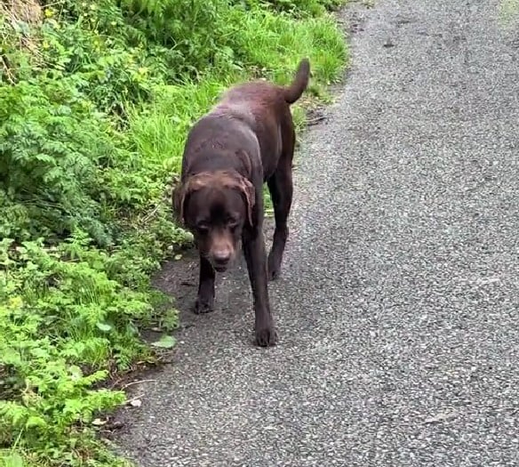 Labrador beim Spaziergang