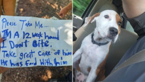 Hund mit Notiz gefunden