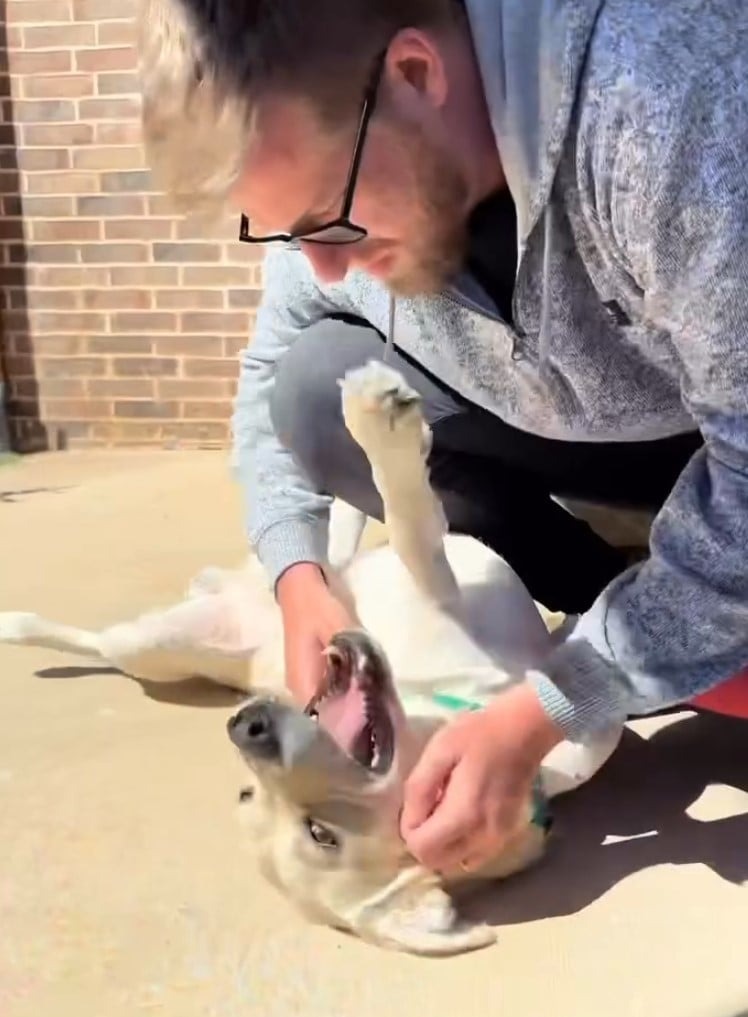 Mann spielt mit Hund