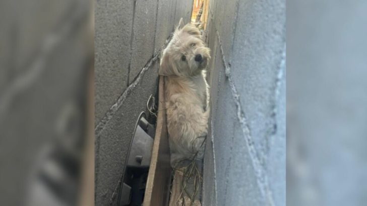 Menschen entdecken flauschige weiße Kreatur in engem Spalt zwischen Garagenwänden