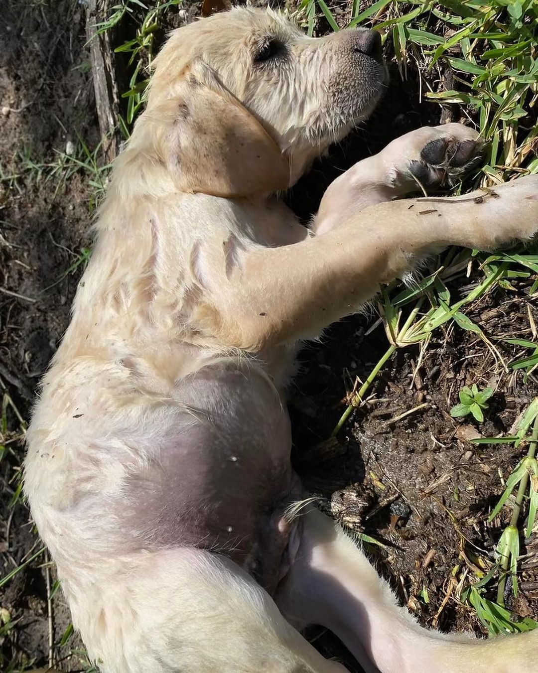 Nasser Welpe liegt auf Gras