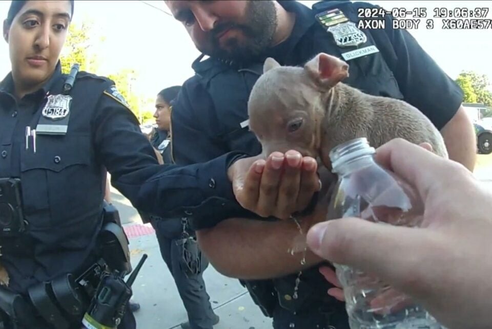 Polizisten geben Welpen Wasser