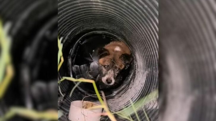 Retter entdecken schockiert einen scheuen Hund, der in einem tiefen Brunnen gefangen ist und um Hilfe schreit