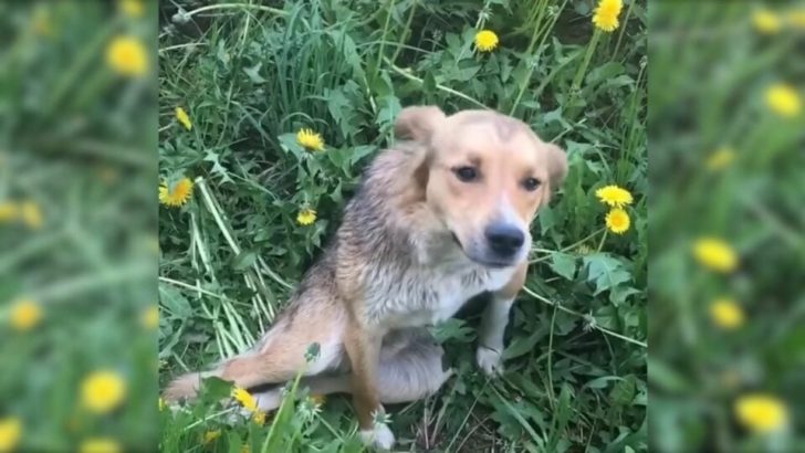 Retter war geschockt, als er diesen Hund fand, der verletzt und am Straßenrand ausgesetzt wurde