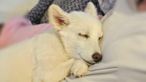 Schlafender Hund liegt auf Besitzer