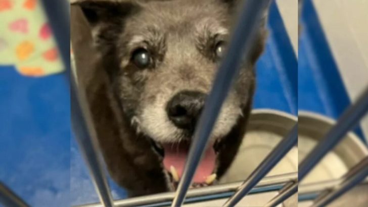 Tierheimmitarbeiter schockiert, nachdem die Besitzer ihre 13 Jahre alte Hündin abgegeben haben, weil sie keine Zeit für sie hatten