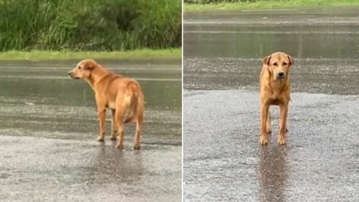 Trauriger, einsamer Welpe, der tagelang im Regen gewartet hat, ist überglücklich, wieder mit seinem Besitzer vereint zu sein