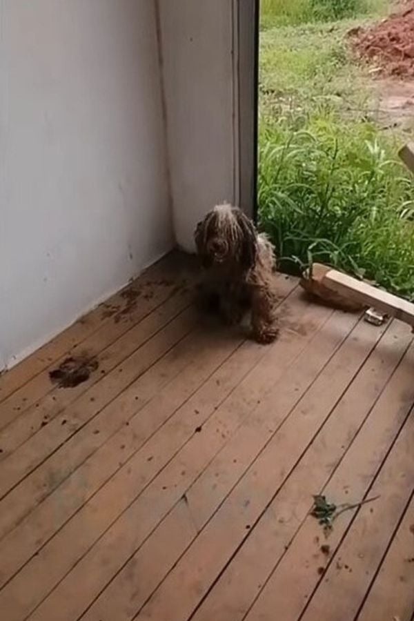 Verfilzter Hund im alten Haus