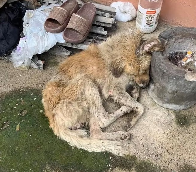 Verletzter Hund liegt