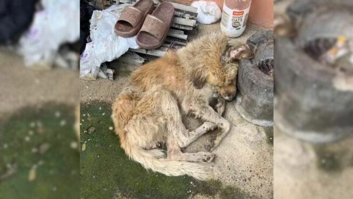 Verletzter, schmutziger Hund wird von einer erstaunlichen Retterin gerettet und erhält eine neue Chance