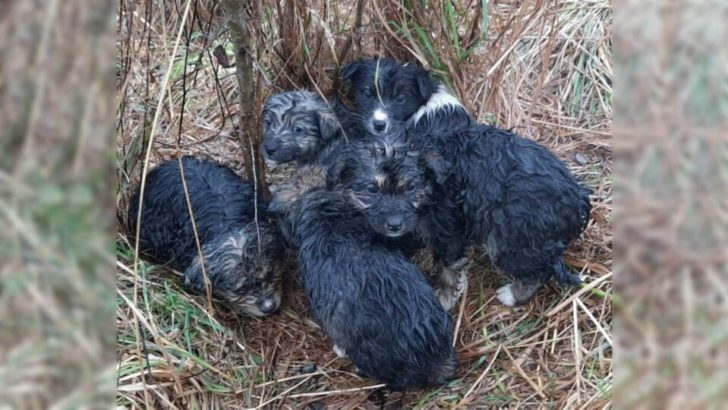 Wanderer schockiert über 6 hilflose pelzige Babys auf einem Berggipfel