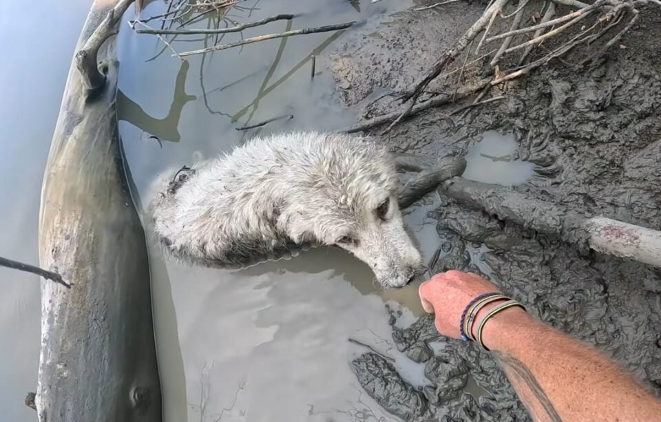 Weisser Hund steckt im Schlamm fest