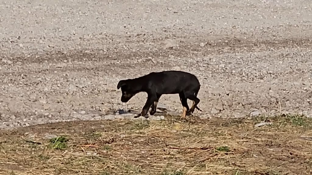 Welpe im mitten von nirgendwo