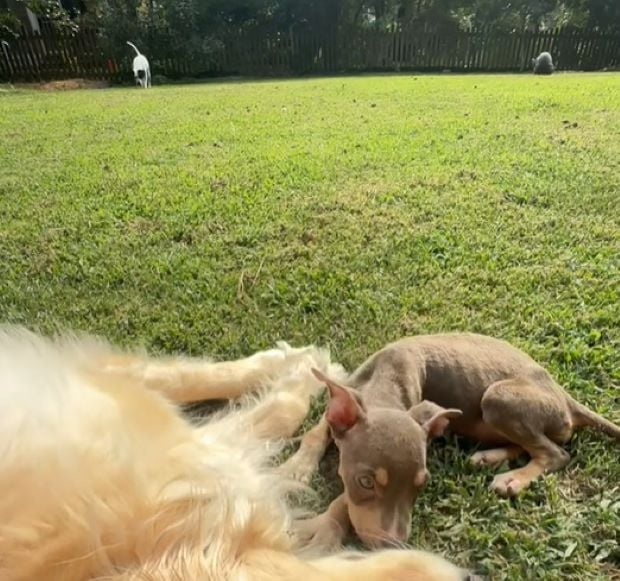 Zwei Hunde liegen auf Gras