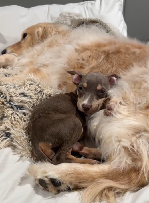 Zwei Hunde liegen im Bett