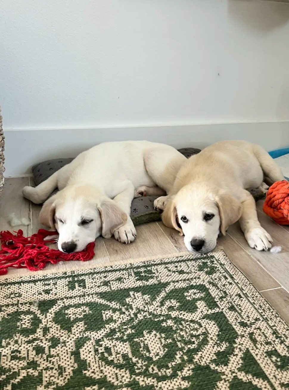 Zwei Welpen liegen auf einem Hundebett