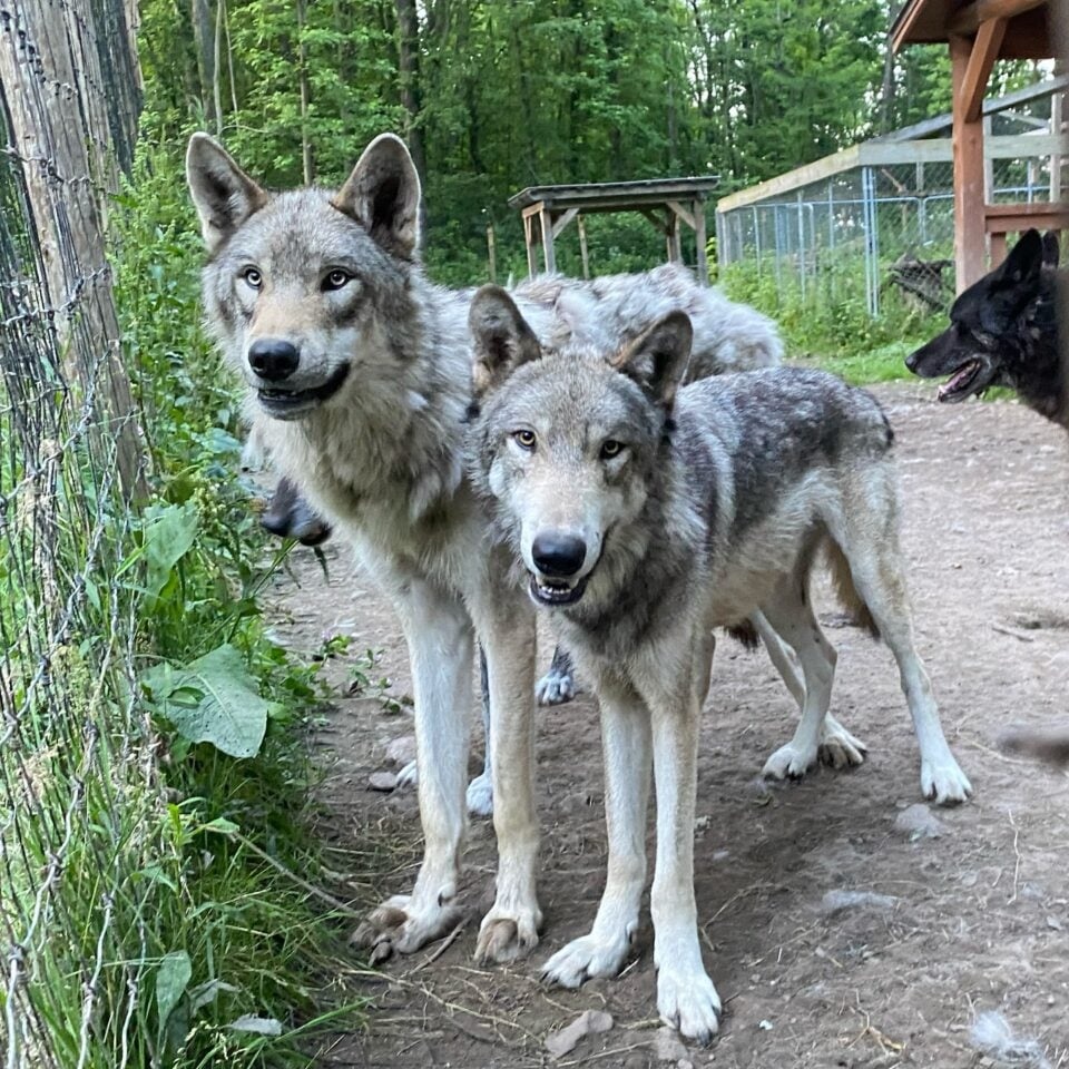 Zwei Wolfshund-Bruder in ihrem Gehege