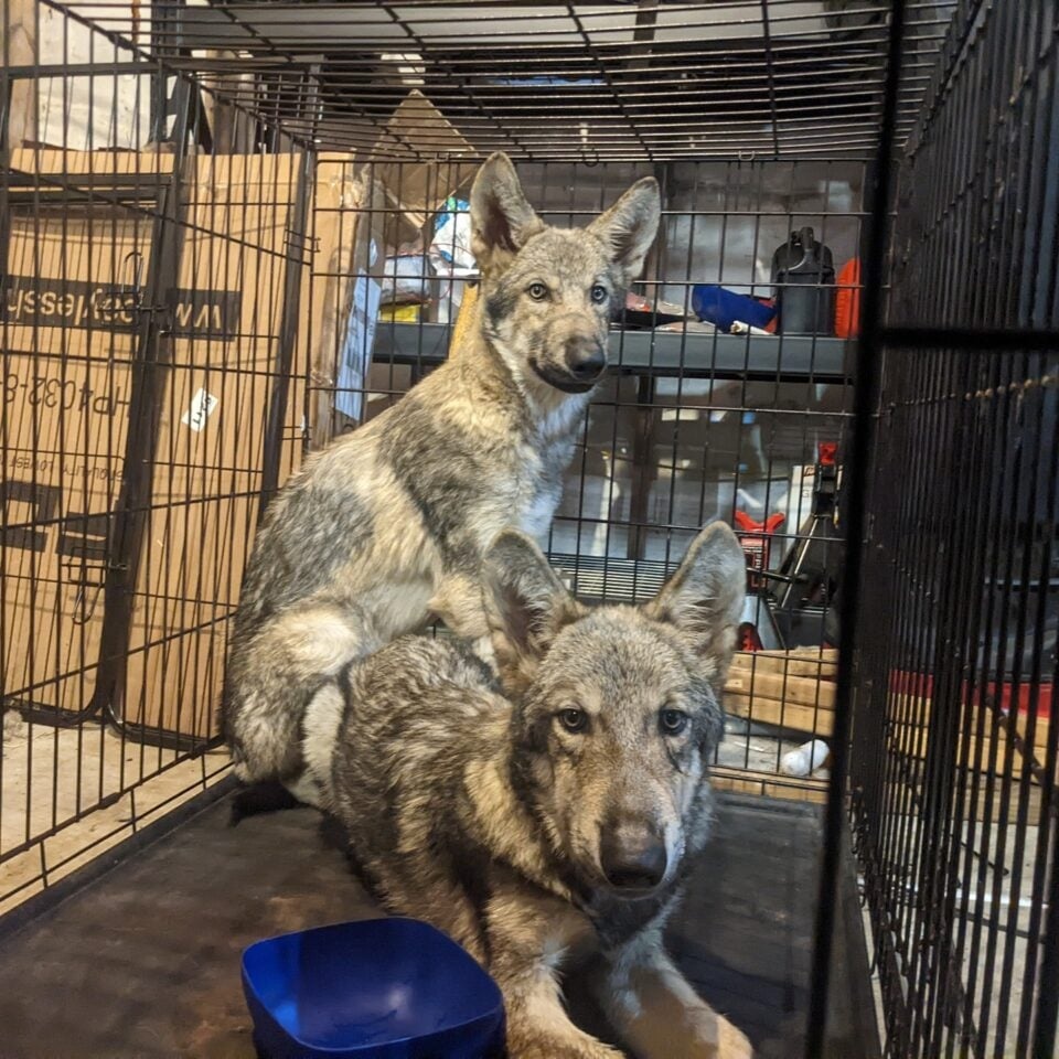 Zwei Wolfshunde im Zwinger