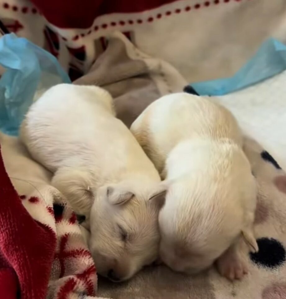 Zwei kleine Welpen