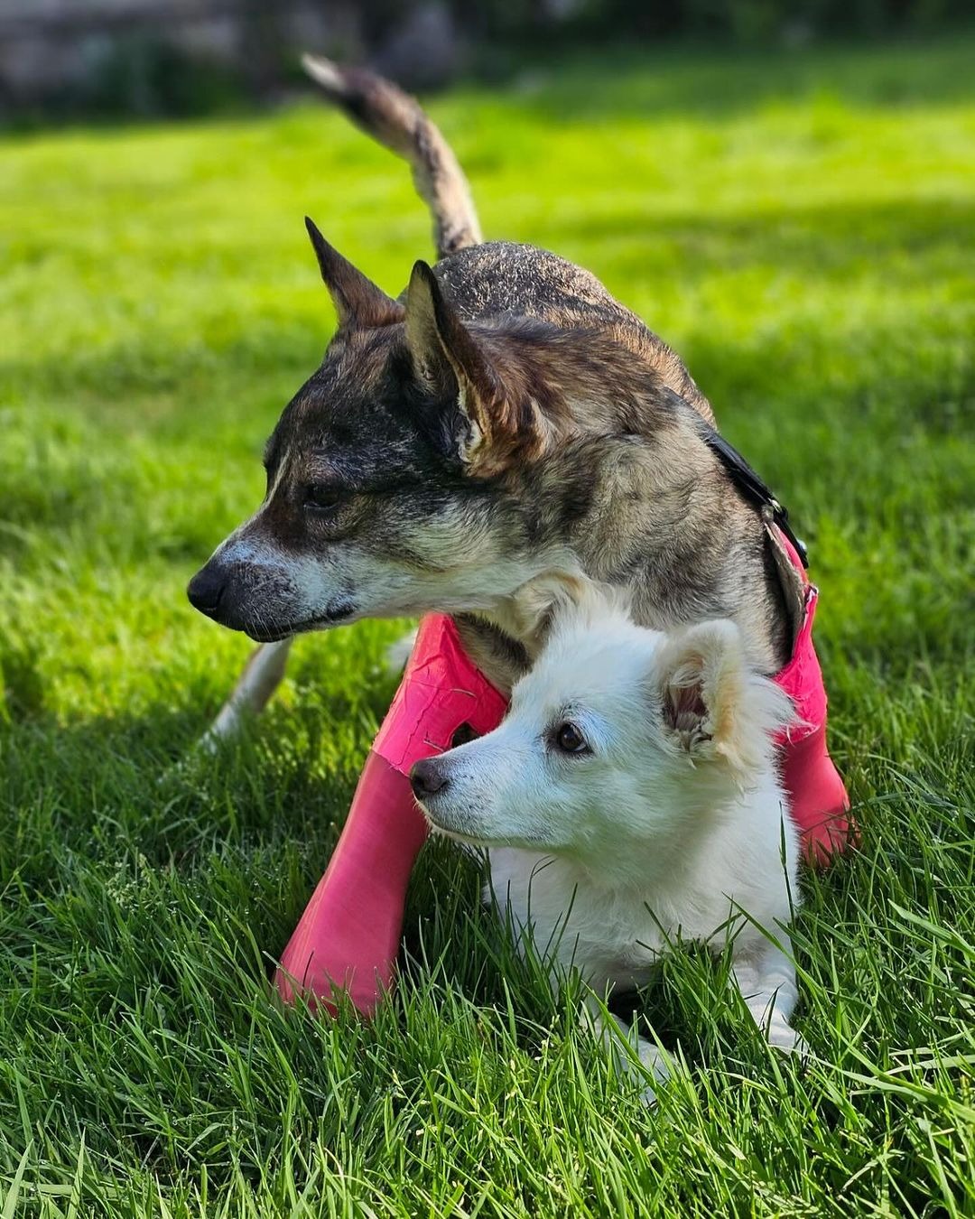 zwei Hunde spielen